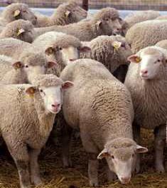 Οι “σωτήρες” μας εξακολουθούν να μας θεωρούν πρόβατα