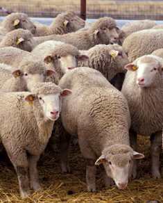 Γιώργος Καλλινίκου: Ο Λιλλήκας, τα «πρόβατα», το «μαντρί» και οι 4 αρχηγοί που κλείνουν τα μάτια