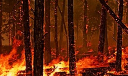 90.000 στρέμματα καήκαν στις μεγάλες φωτιές