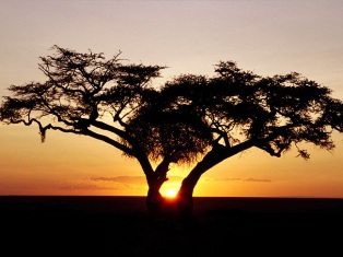 Ένα μεγάλο  ταξίδι στο θαυμαστό άγριο κόσμο των  υπό σαχάριων χωρών ώρες της Ανατολικής Αφρικής