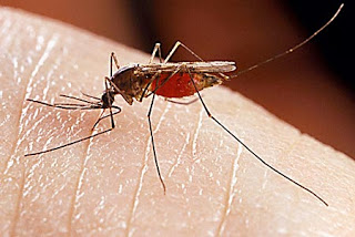 Γιατί τα κουνούπια επιλέγουν ποιον θα τσιμπήσουν;
