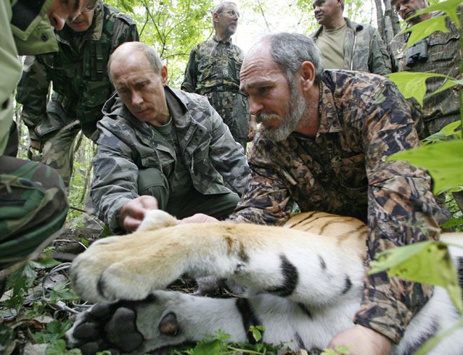 Πώς ο Πούτιν έσωσε την Τίγρη της Σιβηρίας