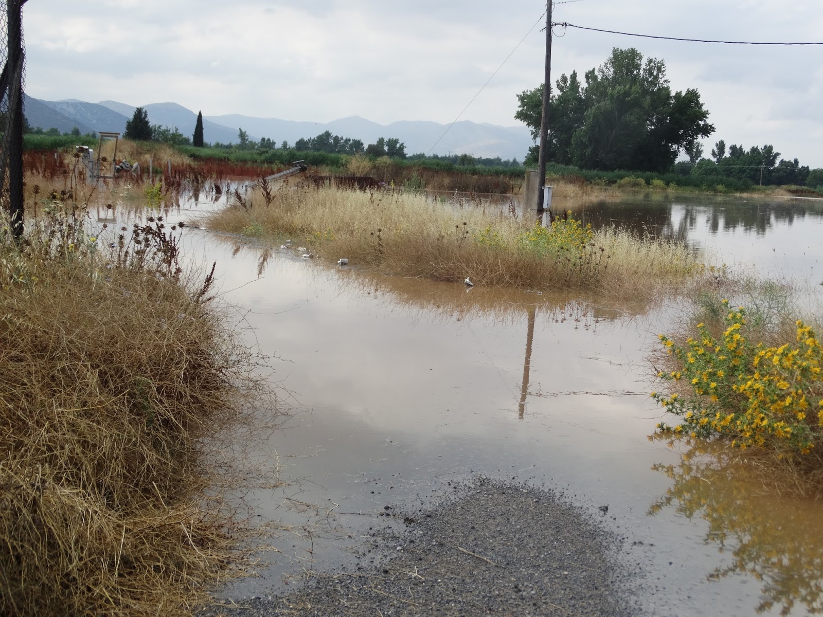 Εκτεταμένος κίνδυνος μόλυνσης των καλλιεργειών στη Μαντινεία