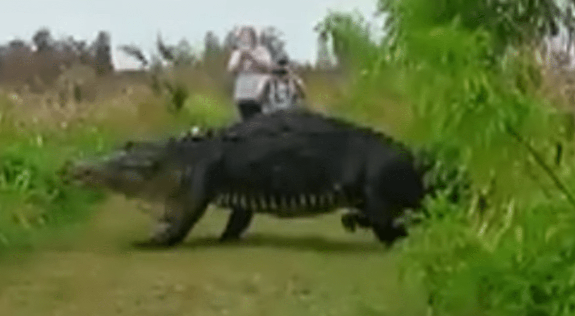 Φλόριντα: Γιγάντιος Αλιγάτορας σε μέγεθος δεινόσαυρου (βίντεο)